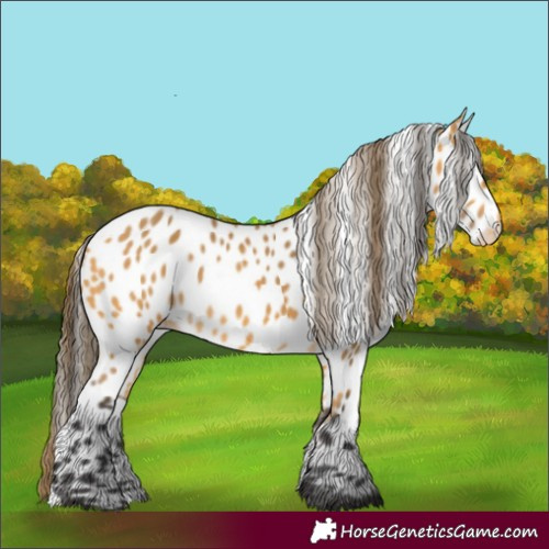 Horse Color:Buckskin Appaloosa 