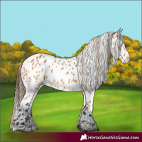 Horse Color:Buckskin Appaloosa