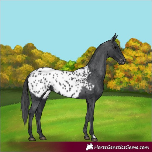 Horse Color:Black Appaloosa 