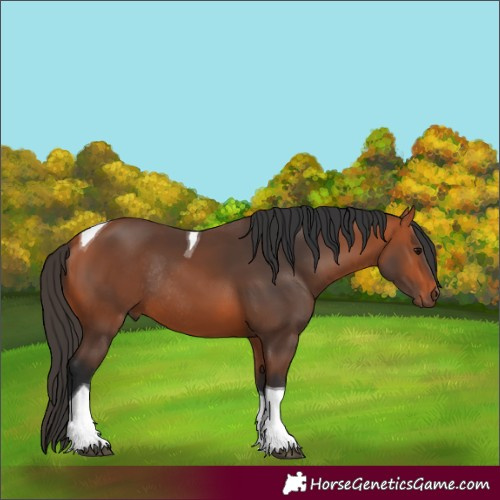 Horse Color:Bay Tobiano Rabicano