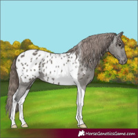Horse Color:Grullo Tobiano Appaloosa 