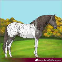 Horse Color:Grullo Tobiano Appaloosa 
