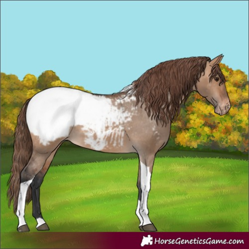 Horse Color:Bay Dun Tobiano Appaloosa 
