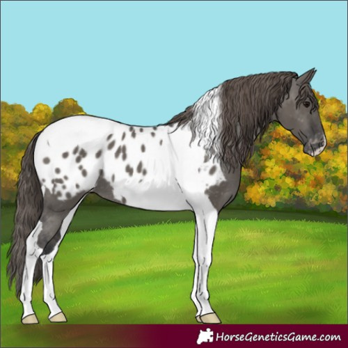 Horse Color:Grullo Tobiano Appaloosa 