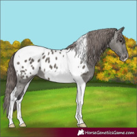 Horse Color:Grullo Tobiano Appaloosa