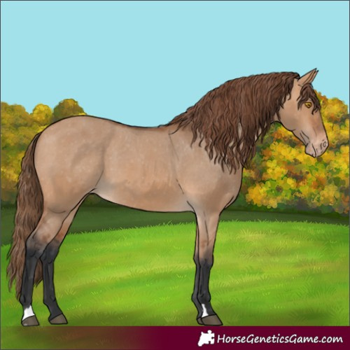 Horse Color:Bay Dun Appaloosa 