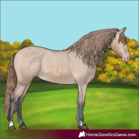 Horse Color:Bay Dun Appaloosa 