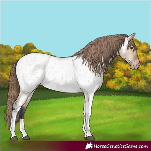 Horse Color:Bay Roan Dun Tobiano Appaloosa 