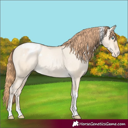 Horse Color:Smoky Grullo Pearl Tobiano Appaloosa 