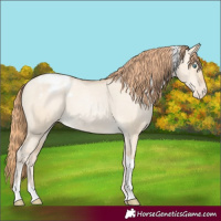 Horse Color:Smoky Grullo Pearl Tobiano Appaloosa 