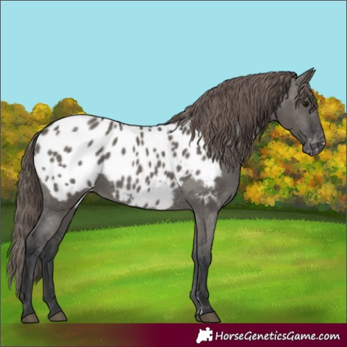 Horse Color:Grullo Appaloosa