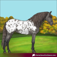 Horse Color:Grullo Appaloosa 