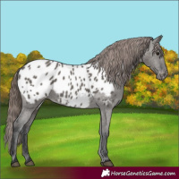 Horse Color:Grullo Appaloosa