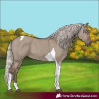 Horse Color:Silver Grullo Tobiano 