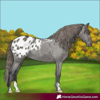 Horse Color:Grullo Appaloosa 