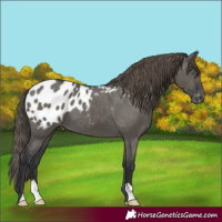 Horse Color:Grullo Appaloosa 