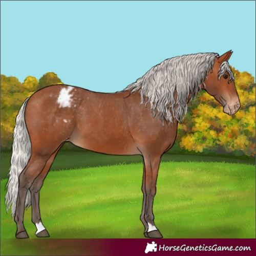 Horse Color:Silver Bay Varnish 