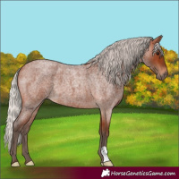 Horse Color:Silver Brown Roan 