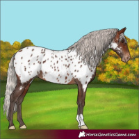 Horse Color:Silver Brown Appaloosa