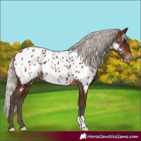 Horse Color:Silver Brown Near Leopard