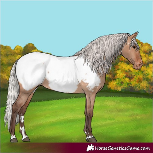 Horse Color:Silver Brown Dun Appaloosa 