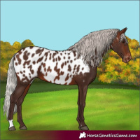 Horse Color:Silver Brown Near Leopard