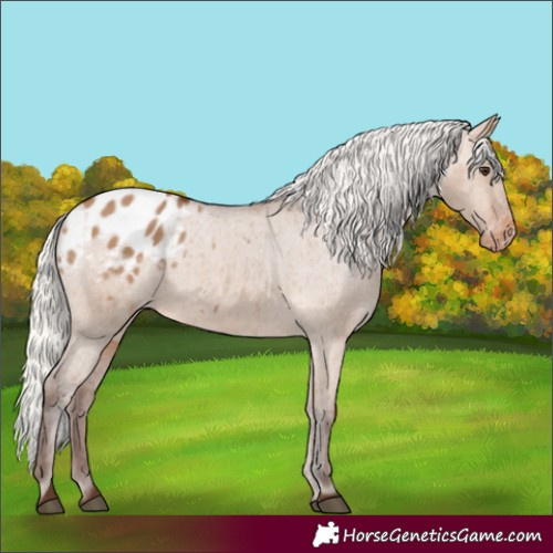 Horse Color:Silver Brown Dun Blanket 