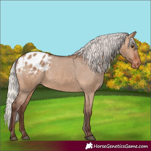 Horse Color:Silver Brown Dun Appaloosa