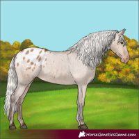 Horse Color:Silver Brown Dun Appaloosa