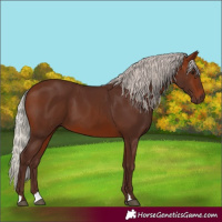 Horse Color:Silver Brown 
