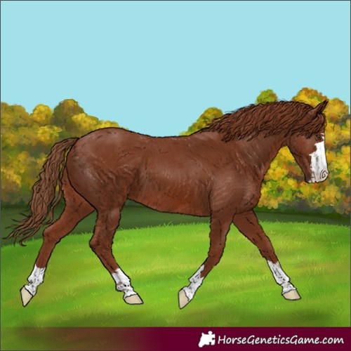 Horse Color:Chestnut 