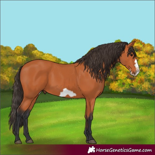 Horse Color:Bay Frame 