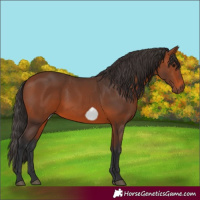 Horse Color:Bay Frame 