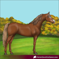Horse Color:Gray Chestnut Frame 