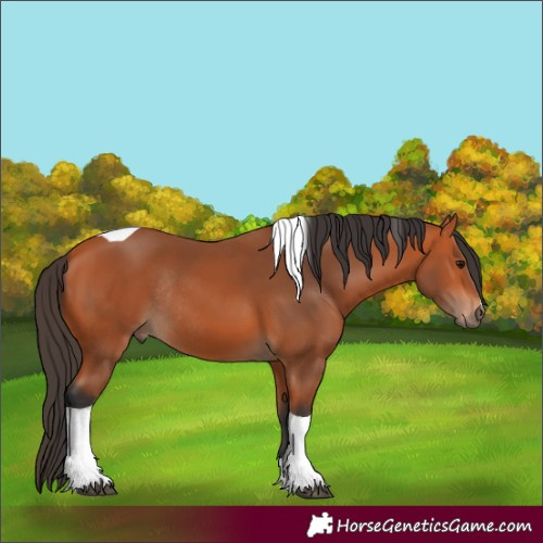 Horse Color:Bay Tobiano Rabicano
