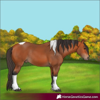 Horse Color:Bay Tobiano Rabicano 