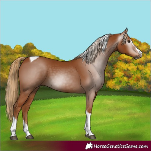 Horse Color:Gray Chestnut Splash Tobiano 