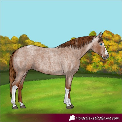 Horse Color:Gray Red Roan Splash Tobiano 