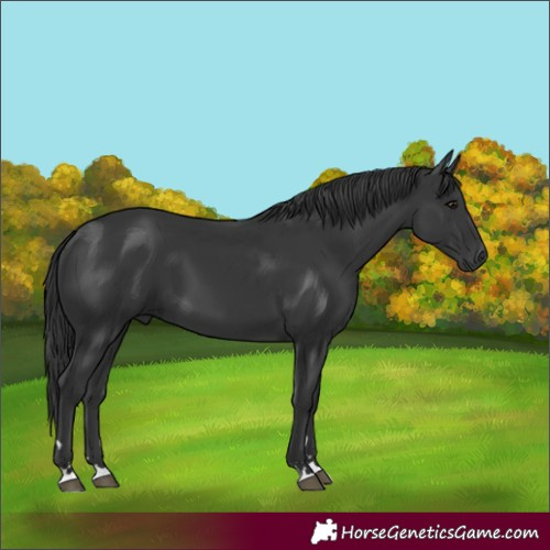 Horse Color:Black 