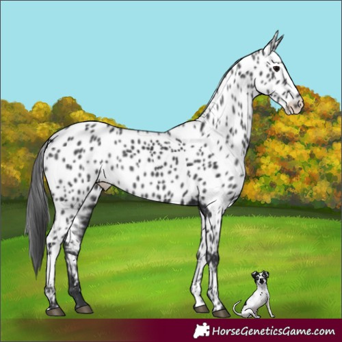 Horse Color:Black Appaloosa 