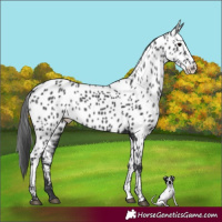 Horse Color:Black Appaloosa 