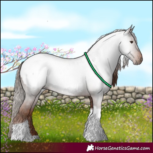 Horse Color:Gray Chestnut Tobiano Snowcap 