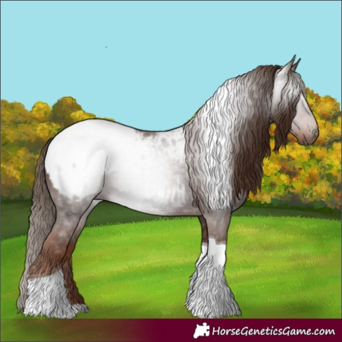 Horse Color:Gray Chestnut Tobiano Appaloosa 