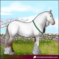 Horse Color:Gray Chestnut Tobiano Snowcap 
