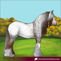 Horse Color:Gray Chestnut Tobiano Appaloosa