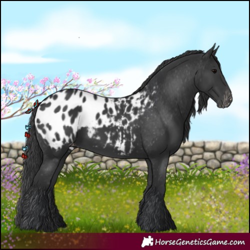 Horse Color:Black Blanket 