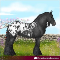 Horse Color:Black Blanket 