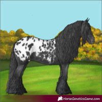 Horse Color:Black Appaloosa