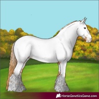 Horse Color:Chestnut Tobiano Appaloosa 