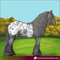 Horse Color:Black Appaloosa 